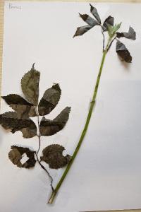 <i>Sambucus nigra</i>