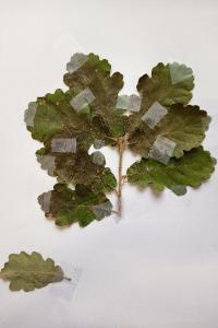 <i>Quercus pubescens</i>