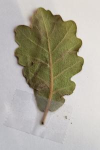 <i>Quercus pubescens</i>
