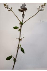 <i>Ligustrum vulgare</i>