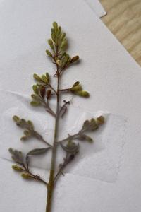 <i>Ligustrum vulgare</i>