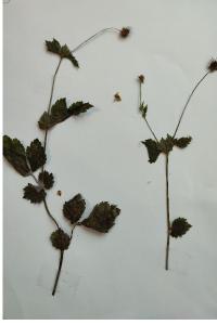 <i>Geum urbanum</i>