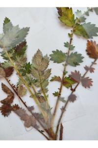 <i>Agrimonia eupatoria</i>