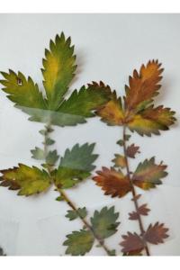 <i>Agrimonia eupatoria</i>