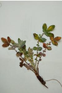 <i>Agrimonia eupatoria</i>