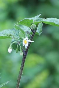 <i>Solanum nigrum</i>
