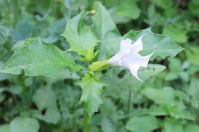 <i>Datura stramonium</i>