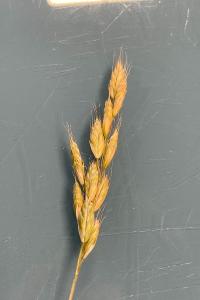 <i>Bromus hordeaceus</i>