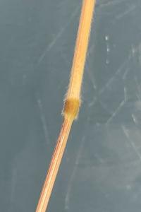 <i>Bromus hordeaceus</i>