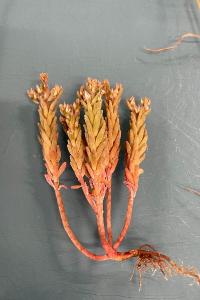 <i>Sedum rubens</i>
