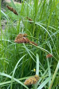 <i>Carex vulpina</i>