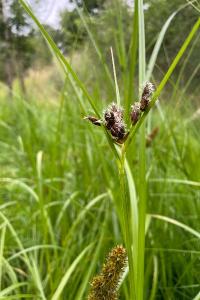 <i>Bolboschoenus maritimus</i>