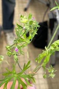 <i>Geranium dissectum</i>