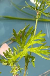 <i>Geranium dissectum</i>