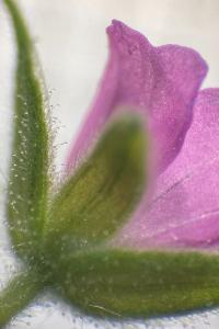 <i>Geranium dissectum</i>