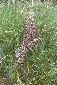 <i>Himantoglossum hircinum</i>