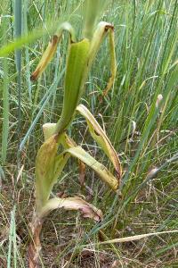 <i>Himantoglossum hircinum</i>