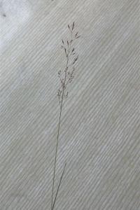 <i>Agrostis capillaris</i>