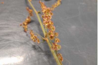 <i>Rumex acetosa</i>