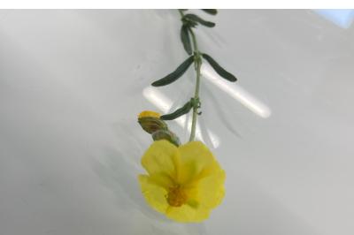 <i>Helianthemum nummularium</i>