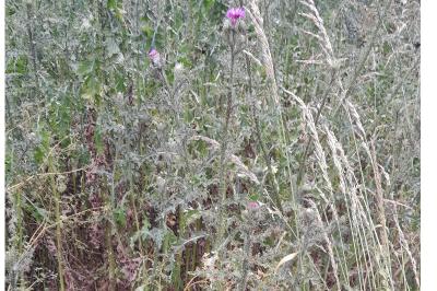 <i>Cirsium arvense</i>