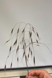 <i>Anisantha sterilis</i>