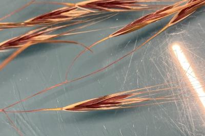 <i>Anisantha sterilis</i>
