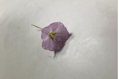 <i>Convolvulus arvensis</i>