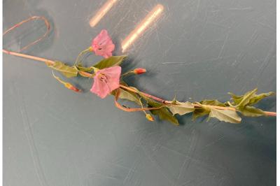 <i>Convolvulus arvensis</i>