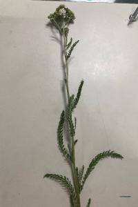 <i>Achillea millefolium</i>
