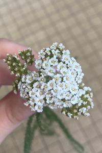 <i>Achillea millefolium</i>