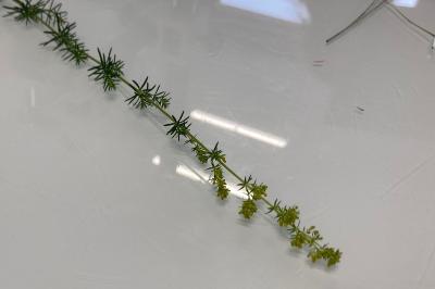 <i>Galium verum</i>