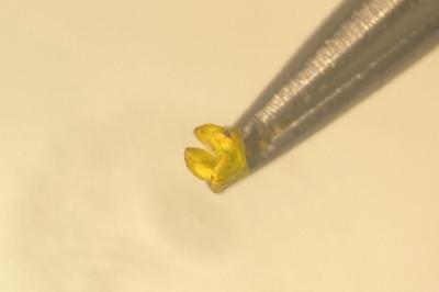 <i>Galium verum</i>