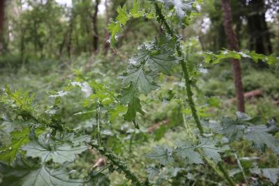 <i>Carduus crispus</i>