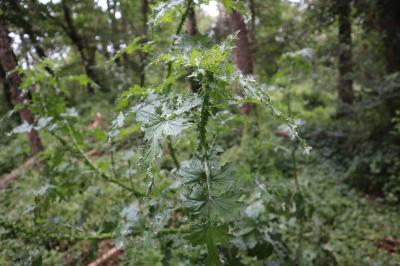 <i>Carduus crispus</i>
