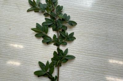 <i>Ligustrum vulgare</i>