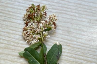 <i>Ligustrum vulgare</i>