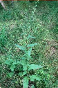 <i>Rumex conglomeratus</i>