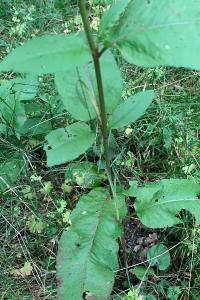 <i>Rumex conglomeratus</i>