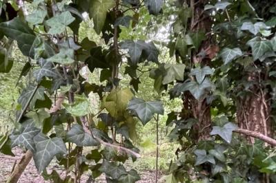 <i>Hedera helix</i>