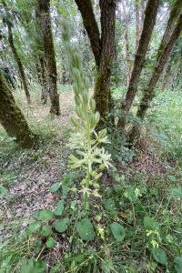 <i>Loncomelos pyrenaicus</i>