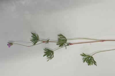 <i>Geranium columbinum</i>