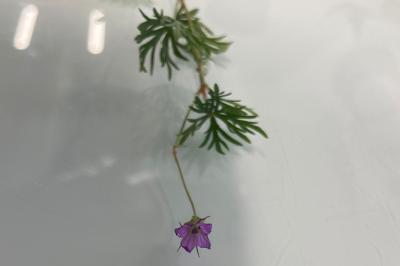 <i>Geranium columbinum</i>