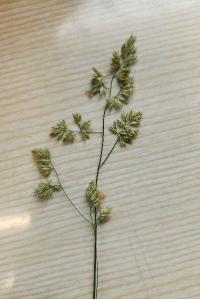 <i>Dactylis glomerata</i>