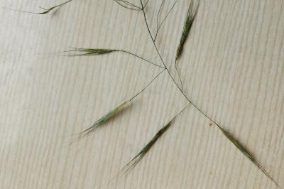 <i>Anisantha sterilis</i>