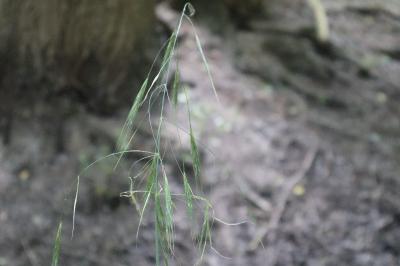 <i>Anisantha sterilis</i>