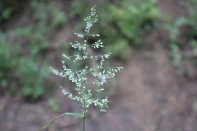 <i>Poa trivialis</i>