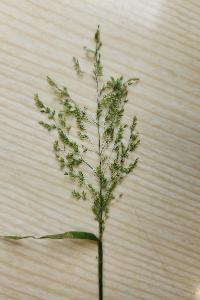 <i>Poa trivialis</i>
