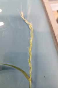 <i>Elymus caninus</i>