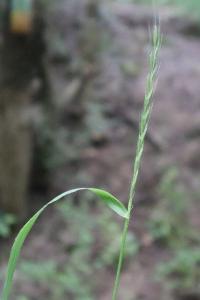 <i>Elymus caninus</i>